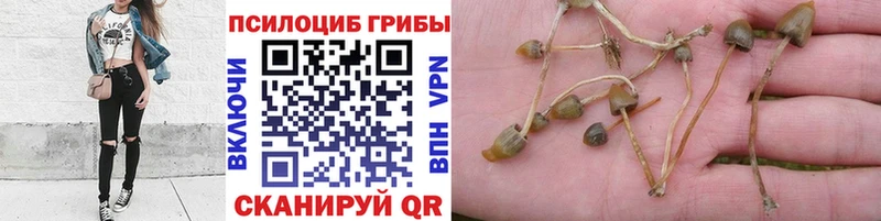 Купить закладки  Вяземский  Галлюциногенные грибы ЛСД 